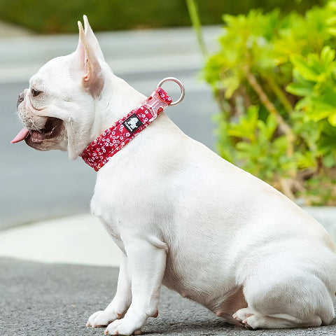collier chien truelove rouge poppy essentiel