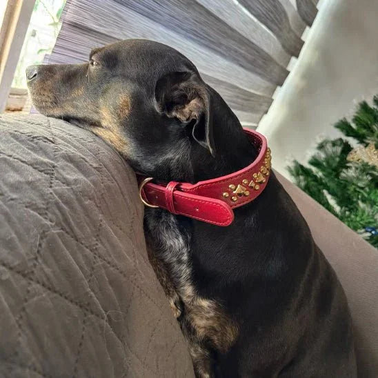 COLLIER CUIR CHIEN CLOUTÉ À POINTE | SPIKEYCHARM - Les chiens beaux