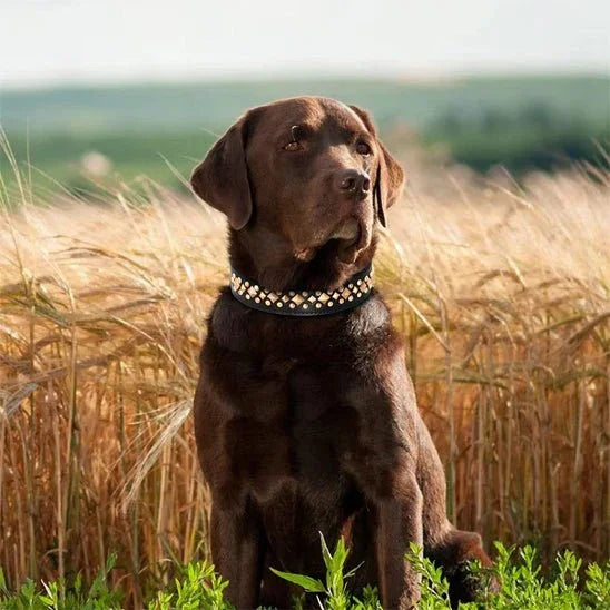 COLLIER CUIR CHIEN CLOUTÉ À POINTE | SPIKEYCHARM - Les chiens beaux