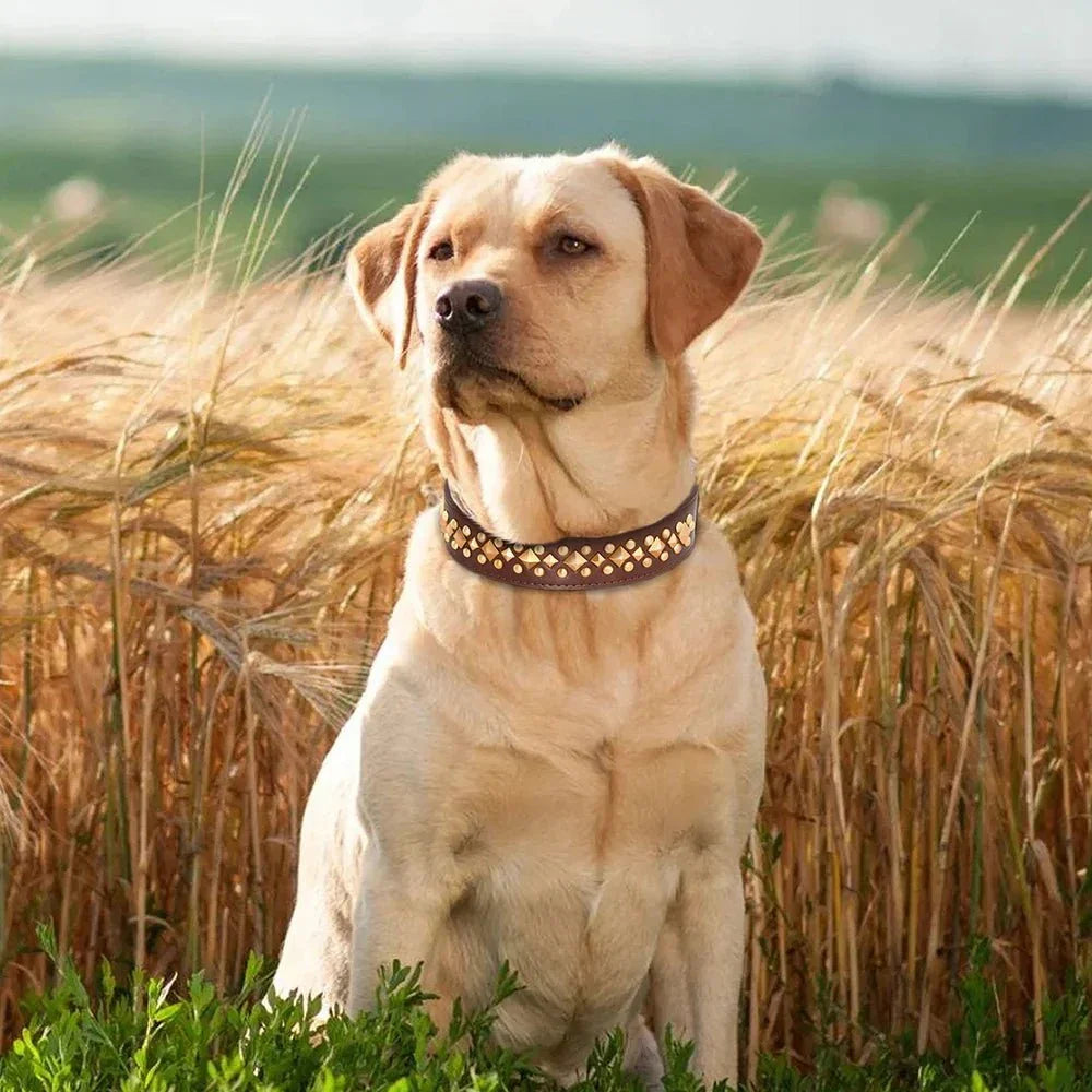COLLIER CUIR CHIEN CLOUTÉ À POINTE | SPIKEYCHARM - Les chiens beaux