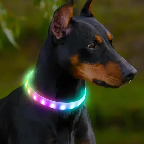 COLLIER LUMINEUX CHIEN | LED DÉCOLORÉ - Les chiens beaux