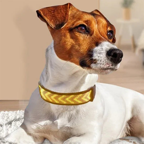 COLLIER LUMINEUX CHIEN | LED GRAPHIQUE - Les chiens beaux