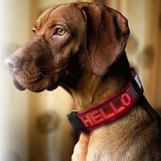 COLLIER LUMINEUX CHIEN | LED GRAPHIQUE - Les chiens beaux