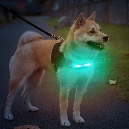 Collier lumineux pour chien | Ătanche LED - Les chiens beaux