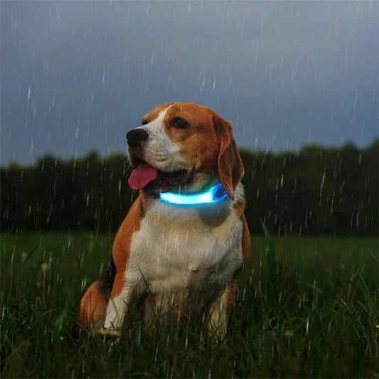 Collier lumineux pour chien | Ătanche LED - Les chiens beaux
