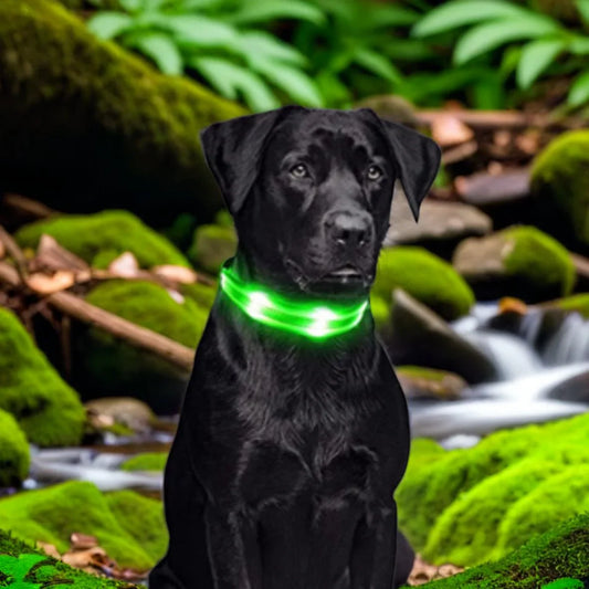COLLIER LUMINEUX POUR CHIEN | LUMINOC - Les chiens beaux