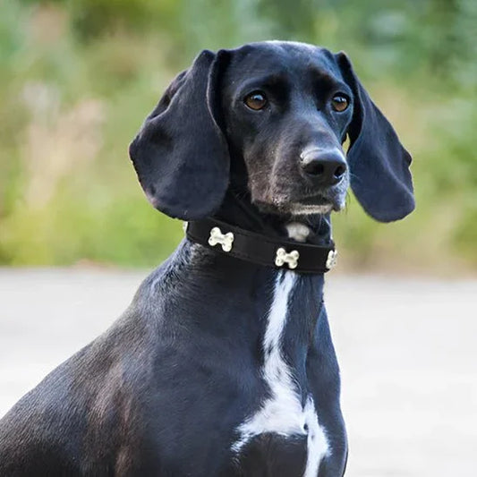 collier pour chien a clous noir de qualité premium