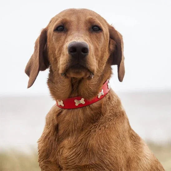 collier pour chien a clous rouge confortable
