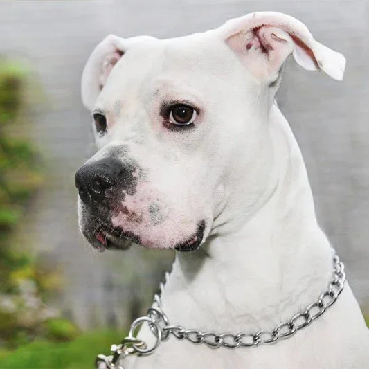 Collier pour chien | ChaĂźne en acier inox - Les chiens beaux