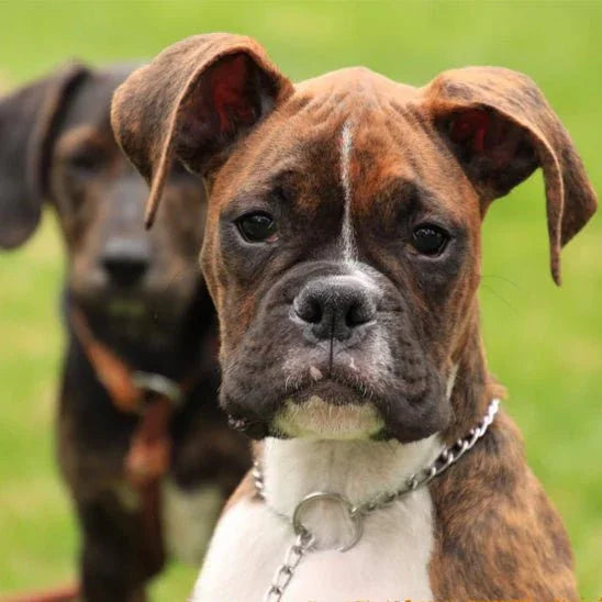 Collier pour chien | Chaîne en acier inox - Les chiens beaux
