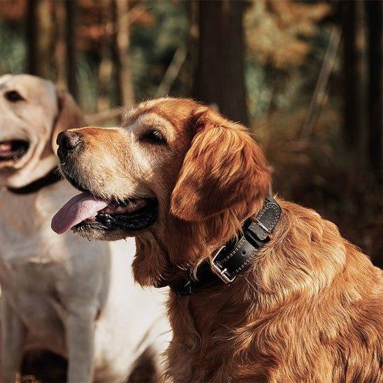 Collier pour chien en cuir véritable | Bravouro - Les chiens beaux