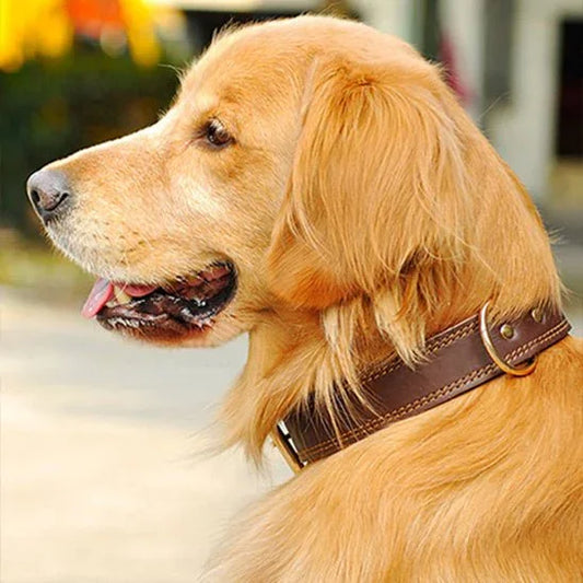 Collier pour chien en cuir véritable | Bravouro - Les chiens beaux