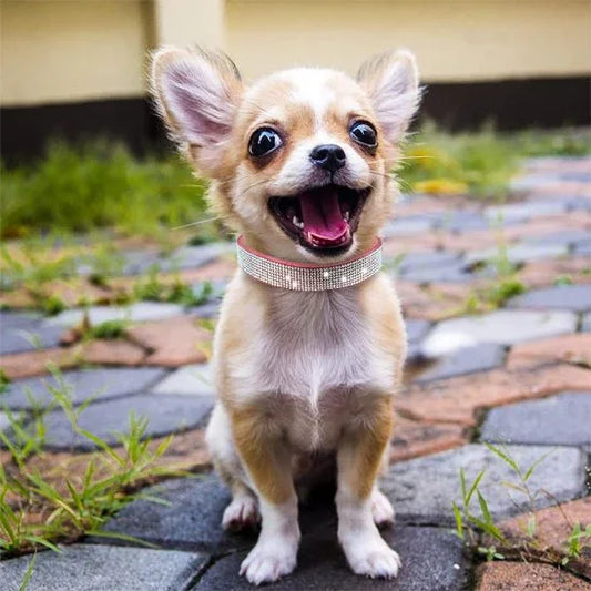 Collier pour chien en similicuir | Cristal paillette - Les chiens beaux