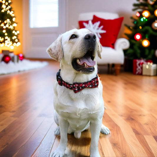 Collier pour chien | Noeud de papillon pour Noël - Les chiens beaux