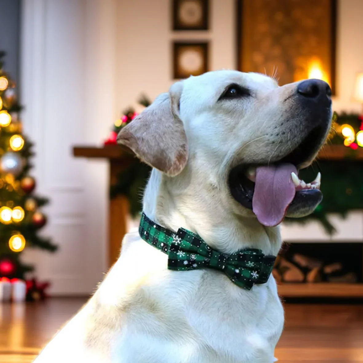 Collier pour chien | Noeud de papillon pour Noël - Les chiens beaux