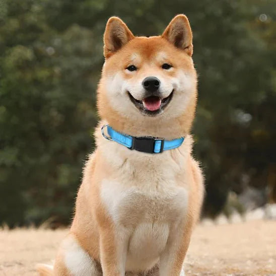 COLLIER POUR CHIEN | NYLON RÉFLÉCHISSANT - Les chiens beaux