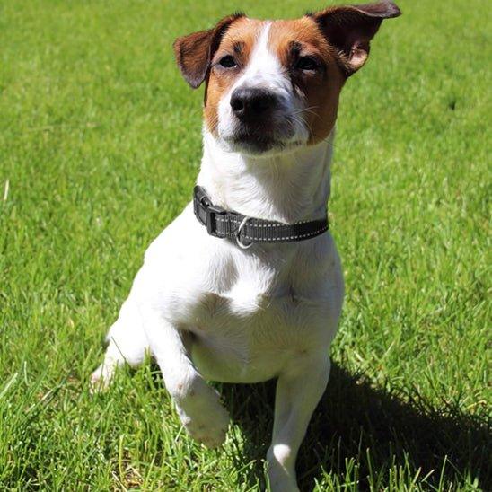 COLLIER POUR CHIEN | NYLON RÉFLÉCHISSANT - Les chiens beaux