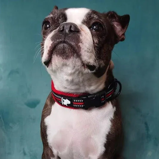 collier pour chien nylon reflechissant Truelove chic