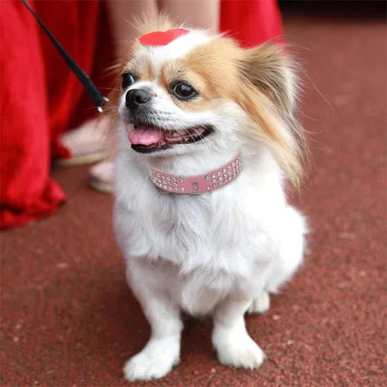Collier pour chien | Strass en 3 rangées - Les chiens beaux