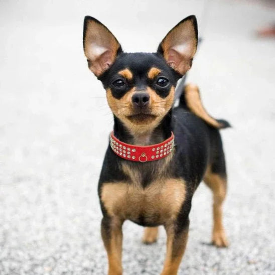 Collier pour chien | Strass en 3 rangées - Les chiens beaux