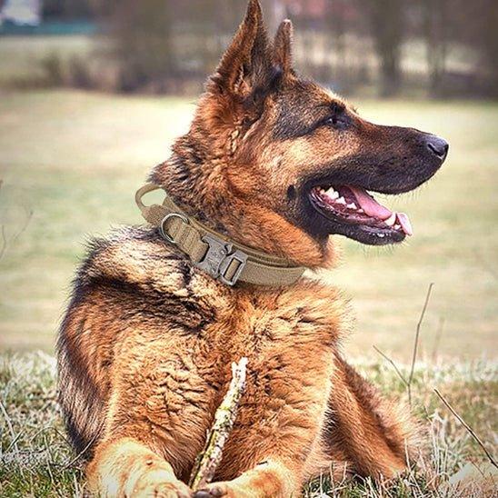 COLLIER POUR CHIEN TACTIQUE | TACOPET - Les chiens beaux