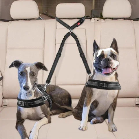deux chiens dans la voiture bien attaches avec la double laisse pour chien ceinture de securite