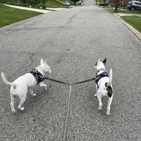 deux chiens qui marchent cote a cote grace a la double laisse pour chien coupleur en nylon