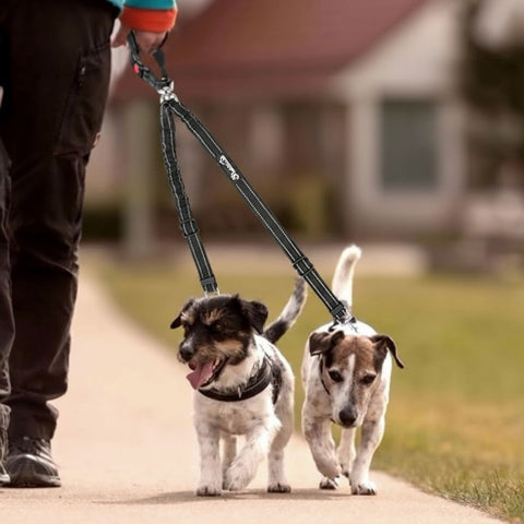 deux-chiens qui portent la double laisse pour chien ceinture de securite noire dans la rue dans un parc