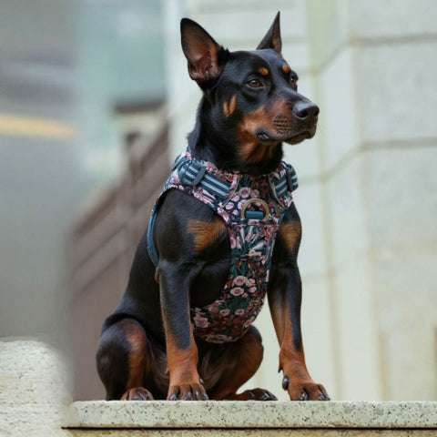 doberman qui porte le le harnais chien Truelove marine blazer pratique