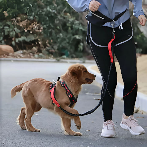 fille qui marche dans la route avec son beagle qui porte la laisse pour chien ceinture mains ibres rouge