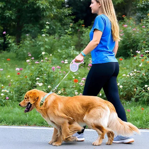 golden retriever porte la laisse enrouleur pattes de chien en se promenant avec une jeune fille sur la route