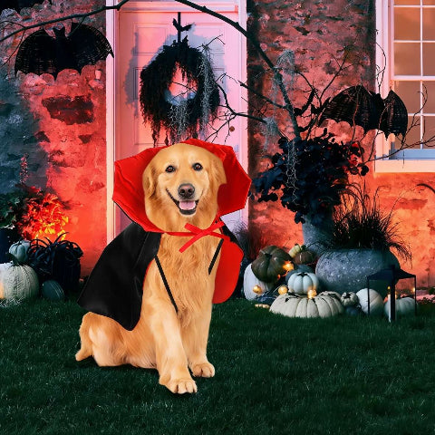 golden retriever qui porte deguisement chien cape chic
