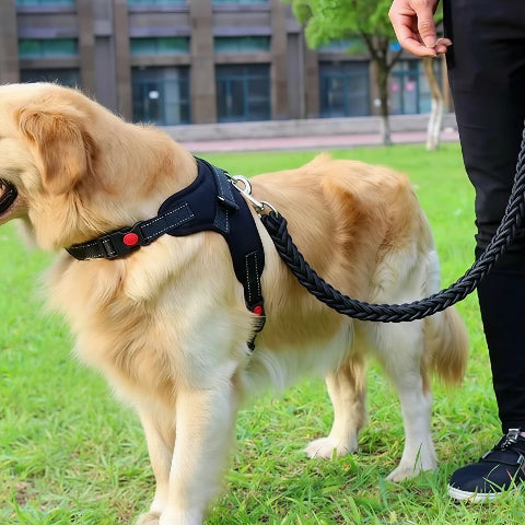 golden retriever qui porte la laisse pour chien ceinture noire de voiture en acier robuste