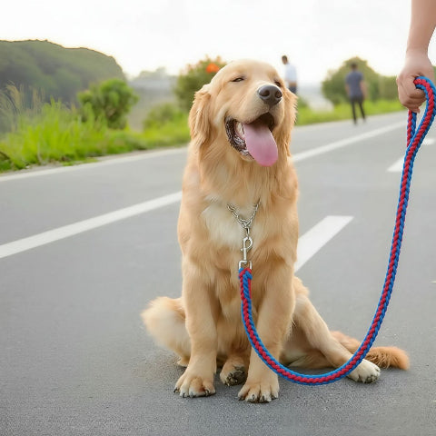 golden retriever qui porte la laisse pour chien ceinture rouge bleue de voiture en acier pratique