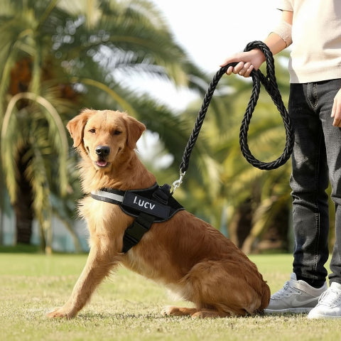 golden retriever qui porte le harnais chien de service servidog noir de bonne qualite