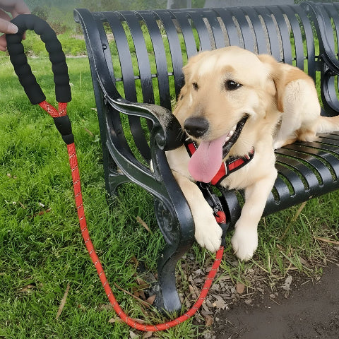 golden retriever qui s'assoit sur un banc dans un parc avec la laisse pour chien rembourree rouge