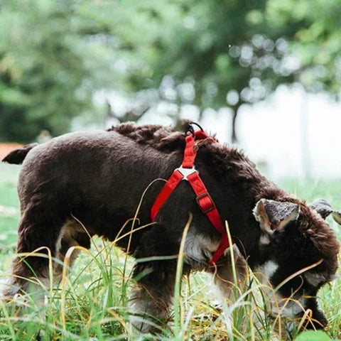 harnais chien anti traction de poitrine en nylon rouge durable