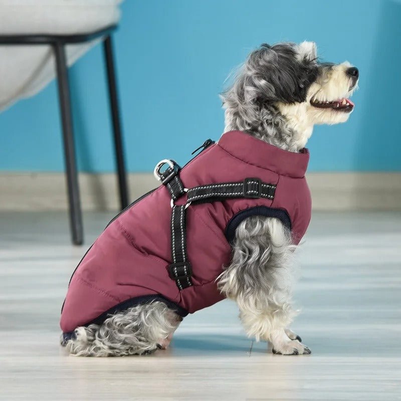 HARNAIS CHIEN HIVER | ARTICFIT - Les chiens beaux