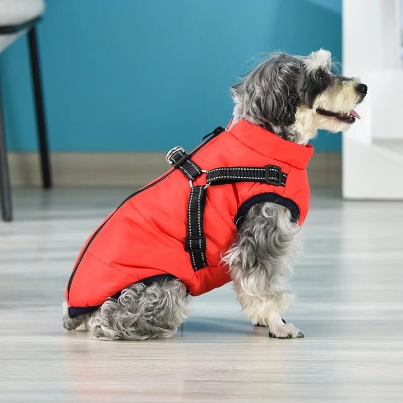 HARNAIS CHIEN HIVER | ARTICFIT - Les chiens beaux