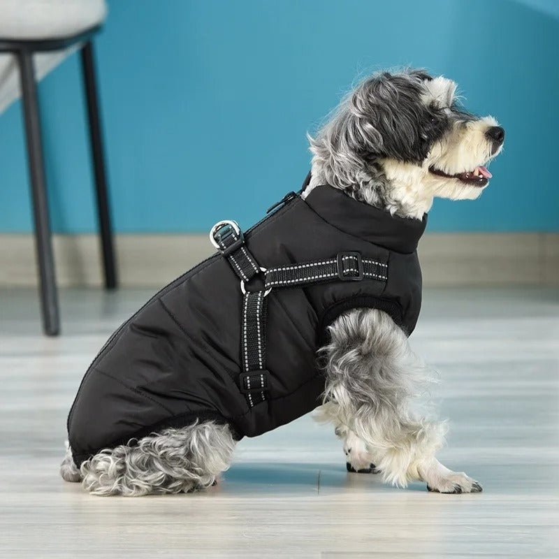 HARNAIS CHIEN HIVER | ARTICFIT - Les chiens beaux