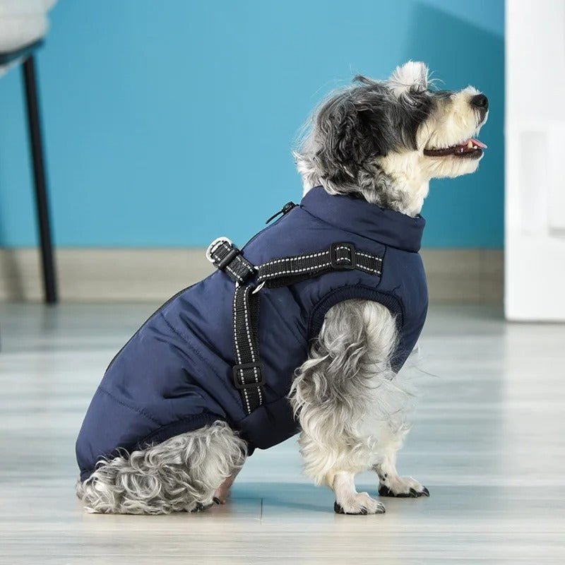 HARNAIS CHIEN HIVER | ARTICFIT - Les chiens beaux