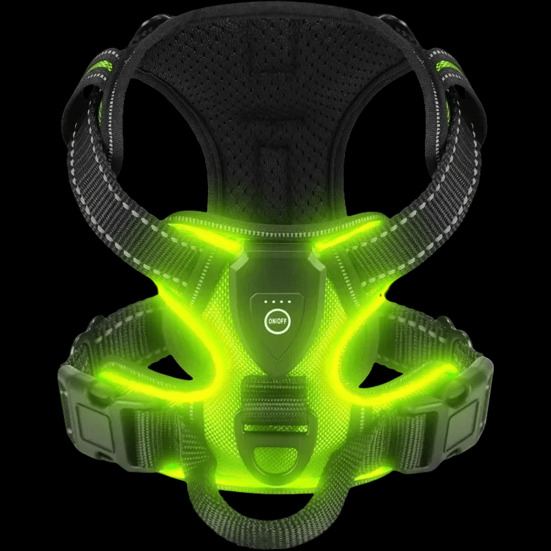 HARNAIS CHIEN | LED LUMINEUX - Les chiens beaux