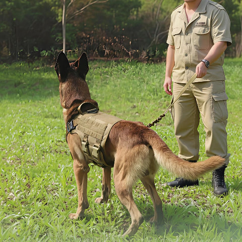 HARNAIS CHIEN MILITAIRE | TACTICONTROL - Les chiens beaux
