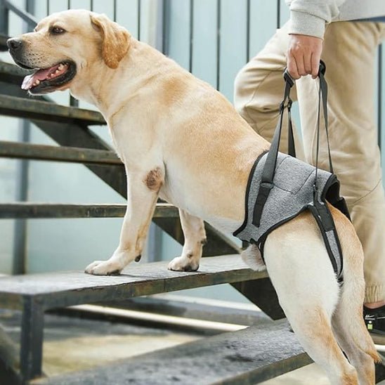 HARNAIS CHIEN | SUPPORT DE PATTES ARRIÈRE - Les chiens beaux