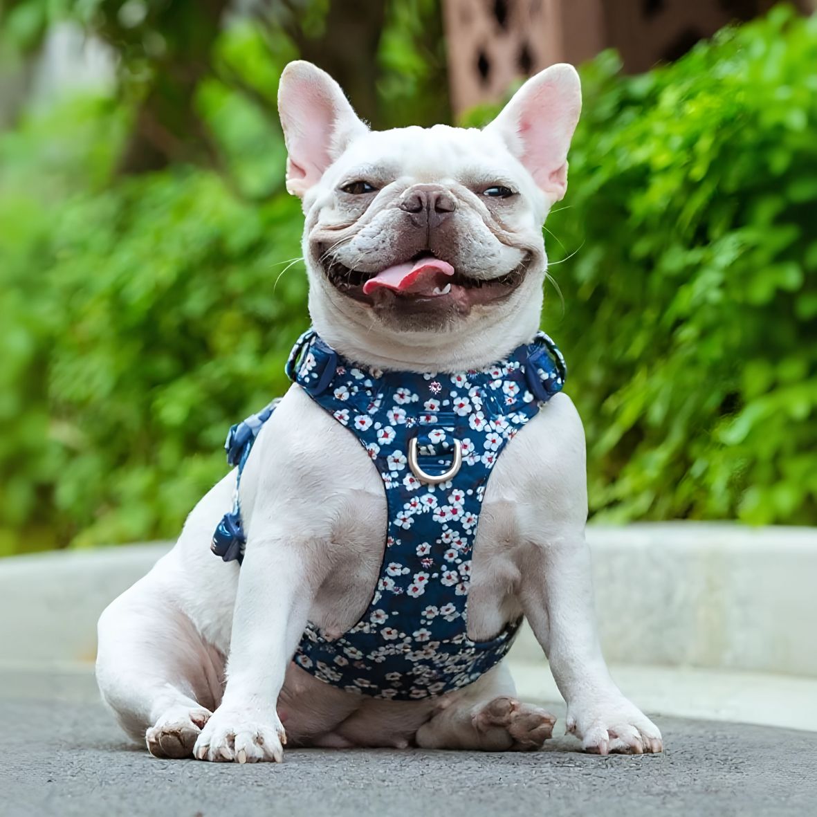 HARNAIS CHIEN | TRUELOVE - Les chiens beaux