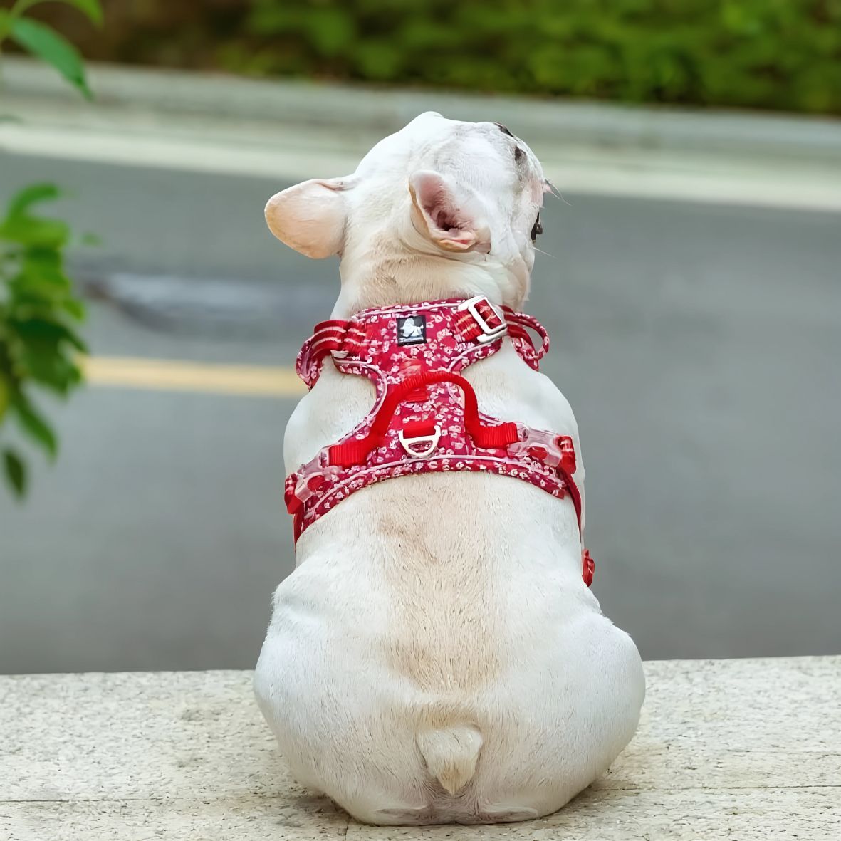 HARNAIS CHIEN | TRUELOVE - Les chiens beaux