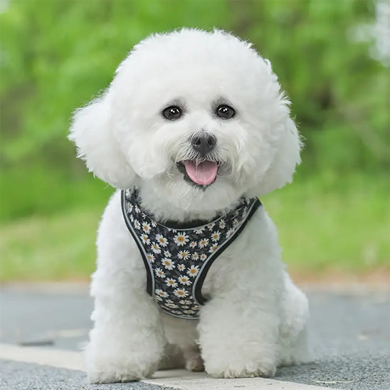 harnais petit chien indispensable pour vos sorties