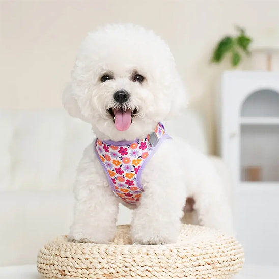 harnais petit chien joli