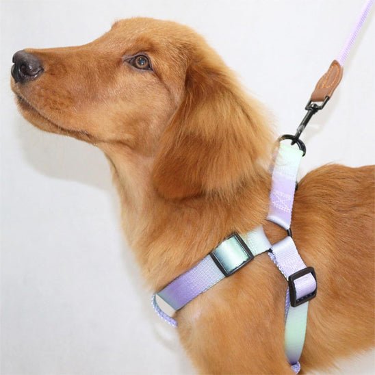 Harnais pour chien coloré | Santafe - Les chiens beaux