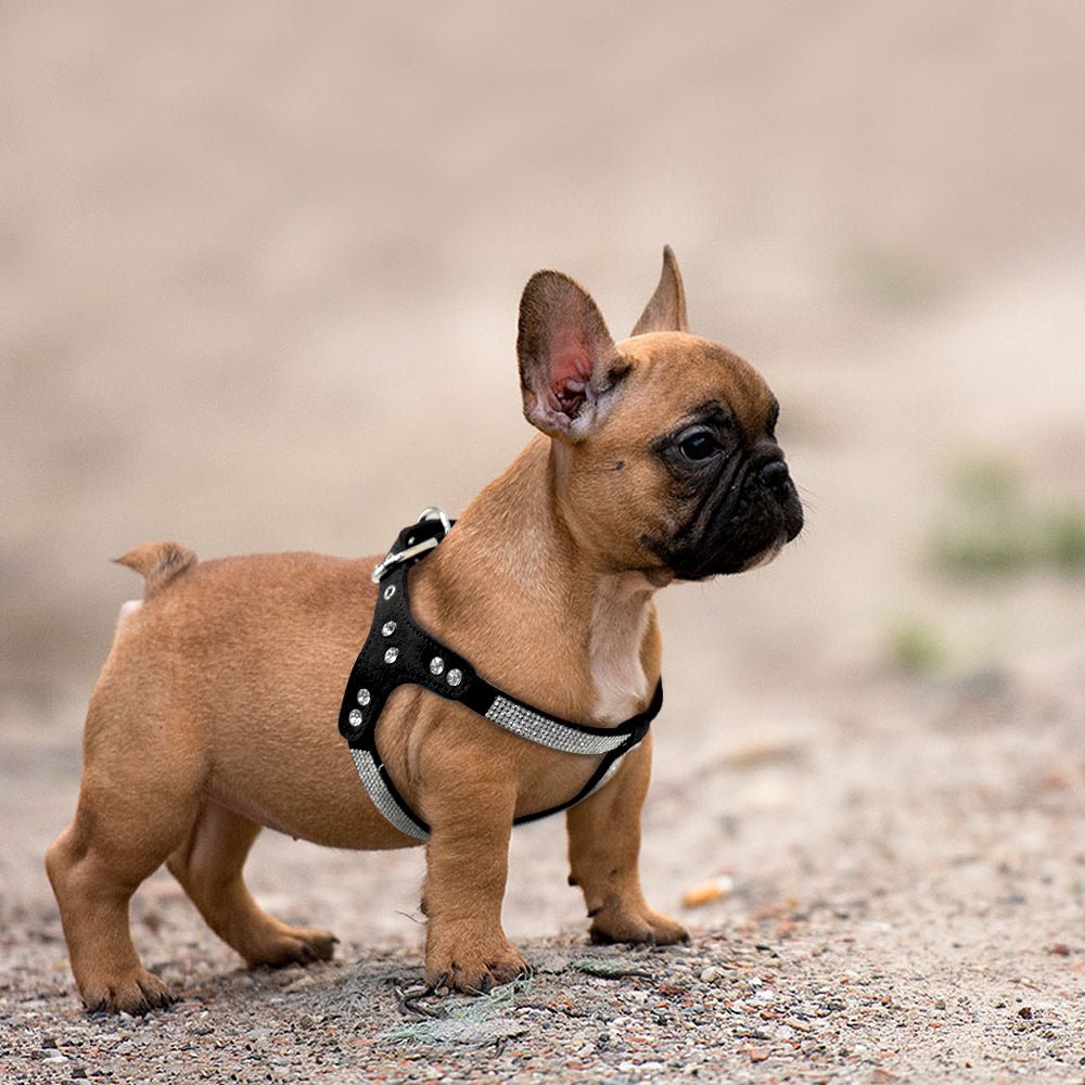 Harnais pour chien | Cuir suédé souple SFP - Les chiens beaux
